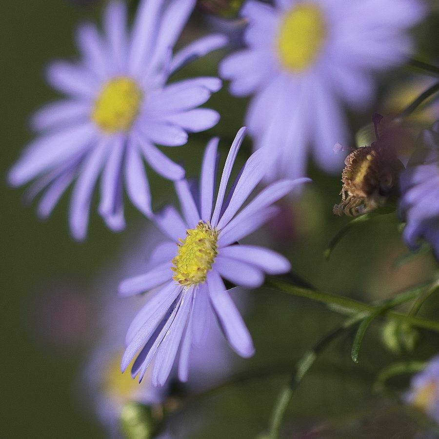 4711 Blume 20150802_0146 als Smartobjekt-1 Kopie.jpg